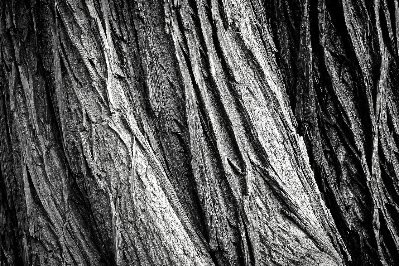 Tree Trunk