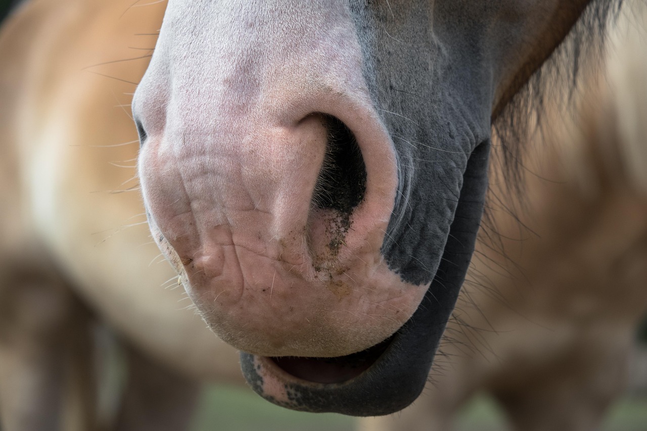 Brown Nose