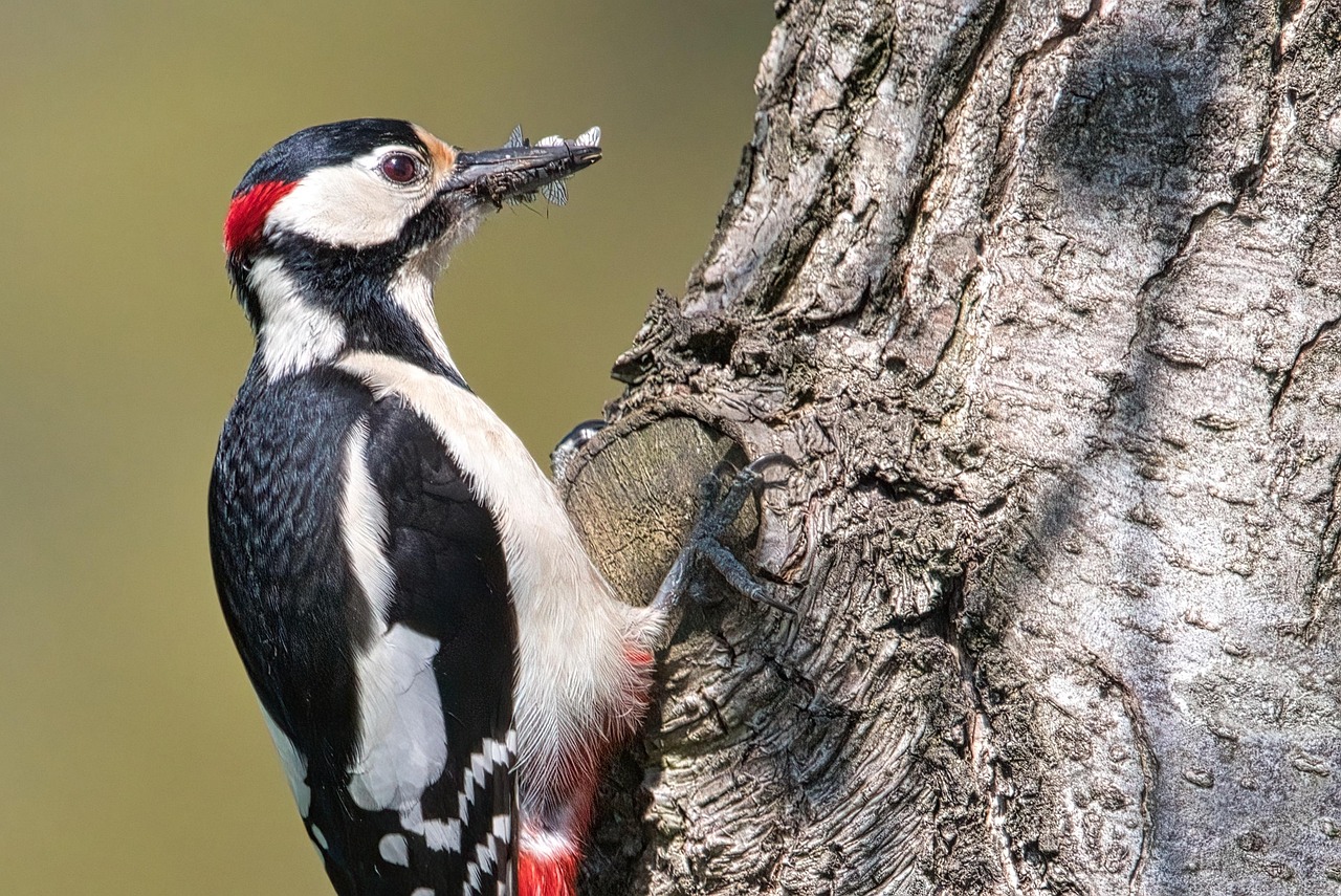 The Woodpecker Trio